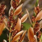 Staberoha banksii
