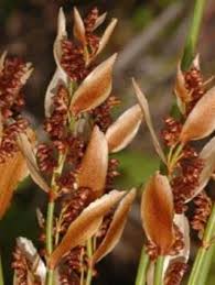 Staberoha banksii
