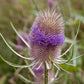 Teasel