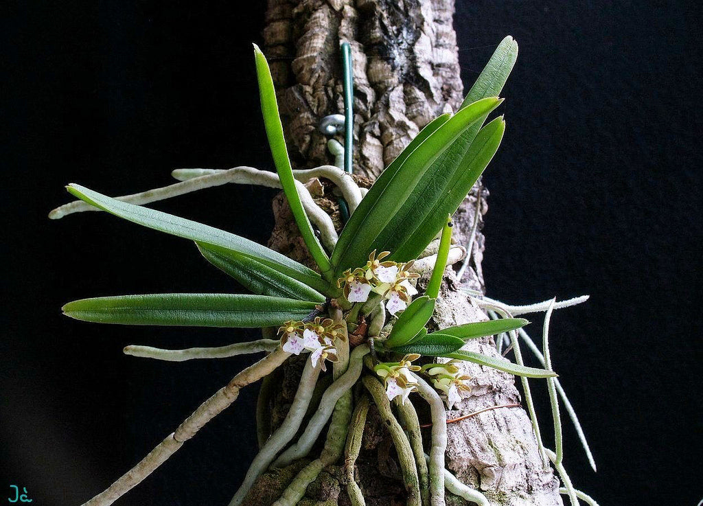 Trichoglottis Triflora