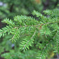 Tsuga candensis ( Easter Hemlock )