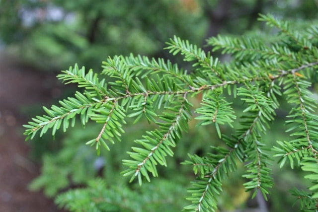 Tsuga candensis ( Easter Hemlock )