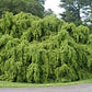 Tsuga candensis ( Easter Hemlock )