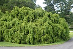 Tsuga candensis ( Easter Hemlock )