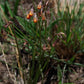 Tulbaghia acutiloba