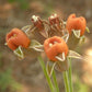 Tulbaghia acutiloba