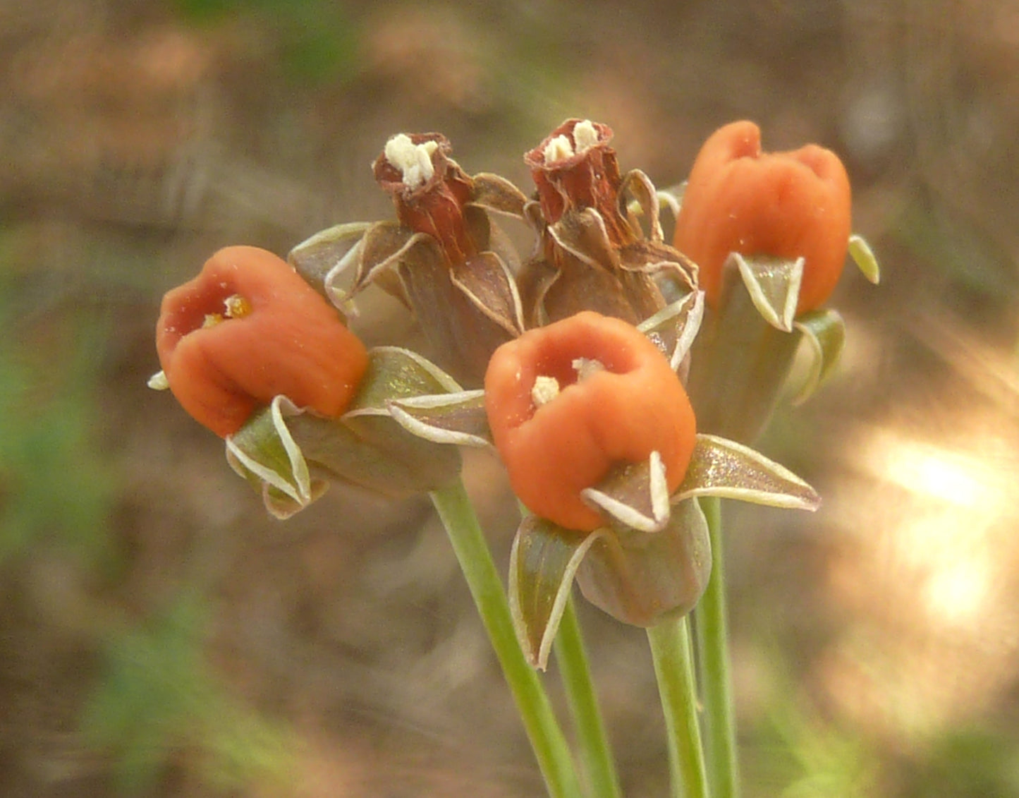 Tulbaghia acutiloba