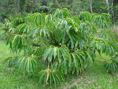 Tupidanthus calyptratus