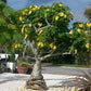 Uncarina grandidieri
