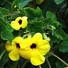 Uncarina grandidieri