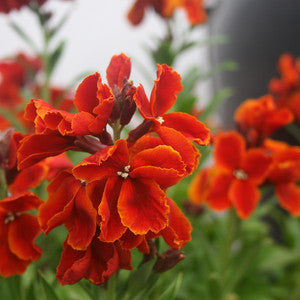Wall Flower ( Scarlet Bedder )
