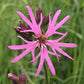 Wildflower Ragged Robin