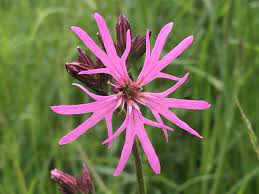 Wildflower Ragged Robin