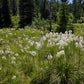 Xerophyllum Tenax ( Bear Grass )