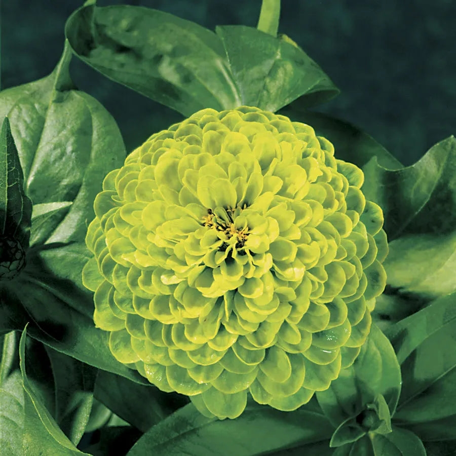 Zinnia Envy