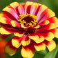 Zinnia Sombrero