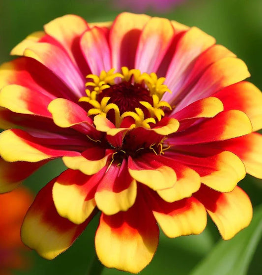 Zinnia Sombrero