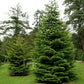 Abies cephalonica