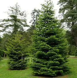 Abies cephalonica