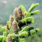 Abies cephalonica