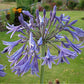 Agapanthus inapertus