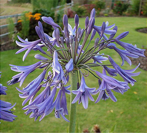 Agapanthus inapertus