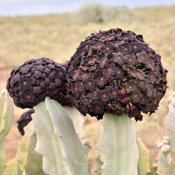 Caralluma russeliana