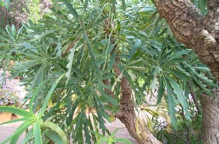 Cussonia paniculata subsp. Sinuata