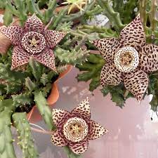 Orbea variegata (Starfish Flower Plant, Toad or Carrion Cactus)
