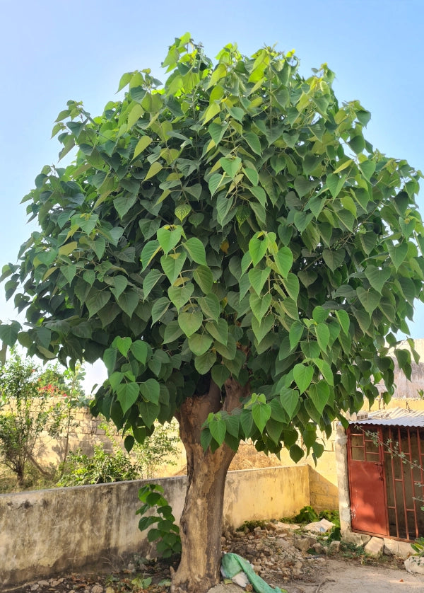 Gmelina arborea – The Exotic Seed Emporium