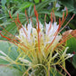 Hedychium ellipticum