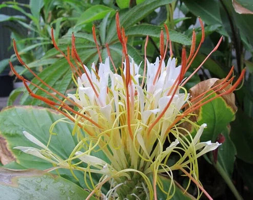 Hedychium ellipticum