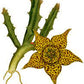 Orbea variegata (Starfish Flower Plant, Toad or Carrion Cactus)
