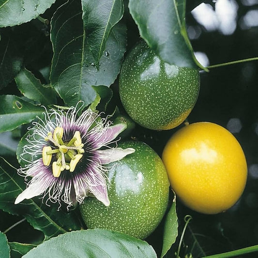 Passifloria edulis Panama Gold