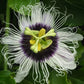 Passiflora edulis Flame Ruby