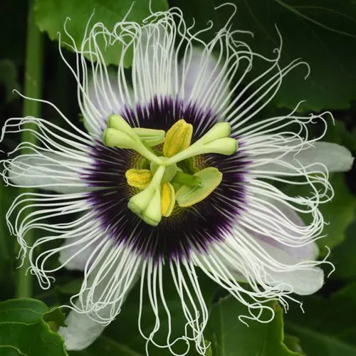 Passiflora edulis Flame Ruby