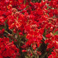 Wall Flower ( Scarlet Bedder )