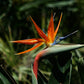 Strelitzia reginae Mandela's Gold - Bird of Paradise Flower