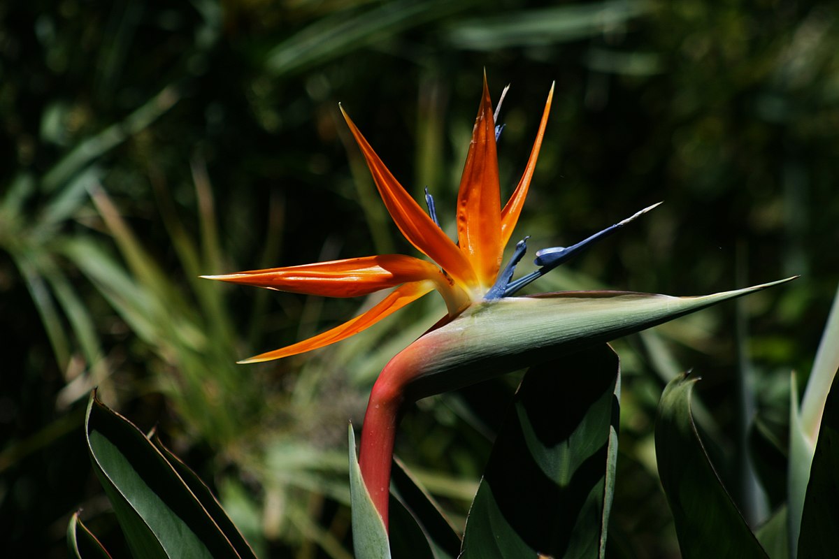 Strelitzia reginae Mandela's Gold - Bird of Paradise Flower