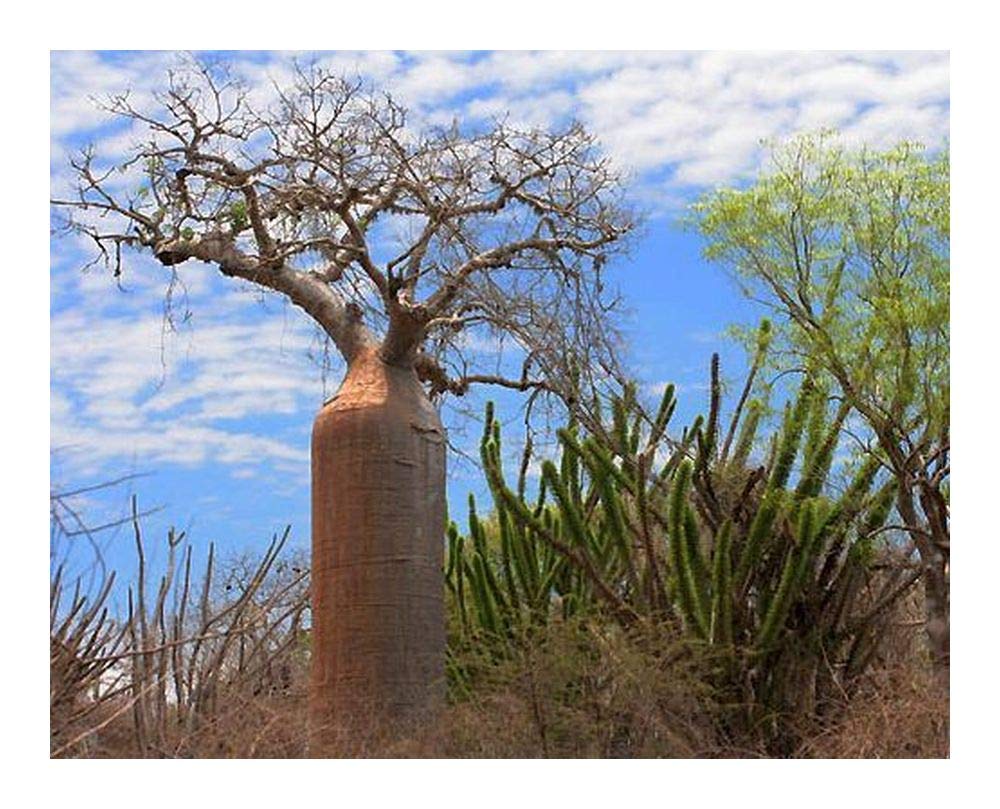 Adansonia fony baobab