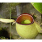 ﻿Nepenthes ampullaria hot lips