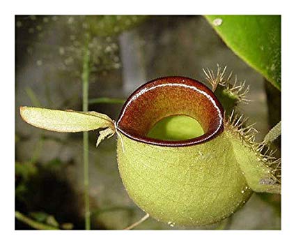 ﻿Nepenthes ampullaria hot lips