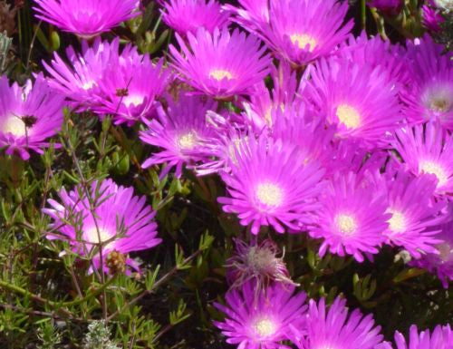 Lampranthus elegans
Aizoaceae