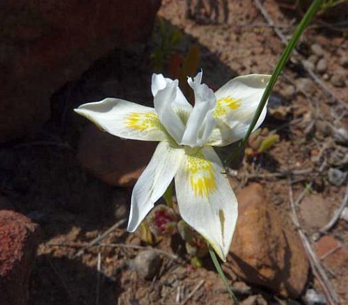 Moraea fugax