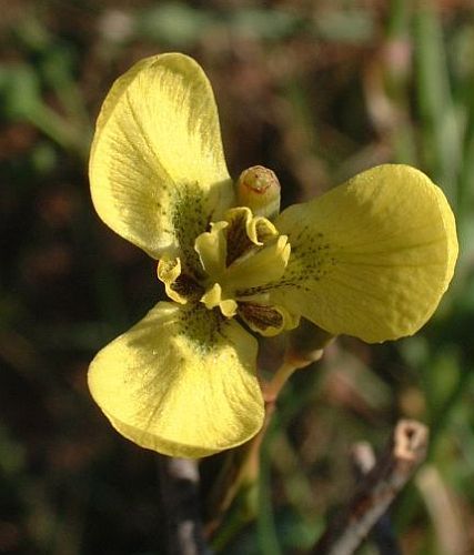 moraea bellendenii