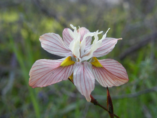 Moraea gawleri