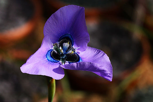 Moraea gigandra