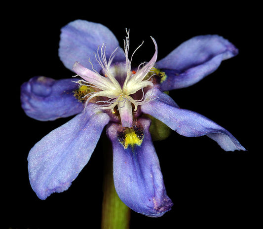 Moraea lugubris