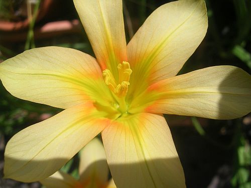 moraea ochroleuca