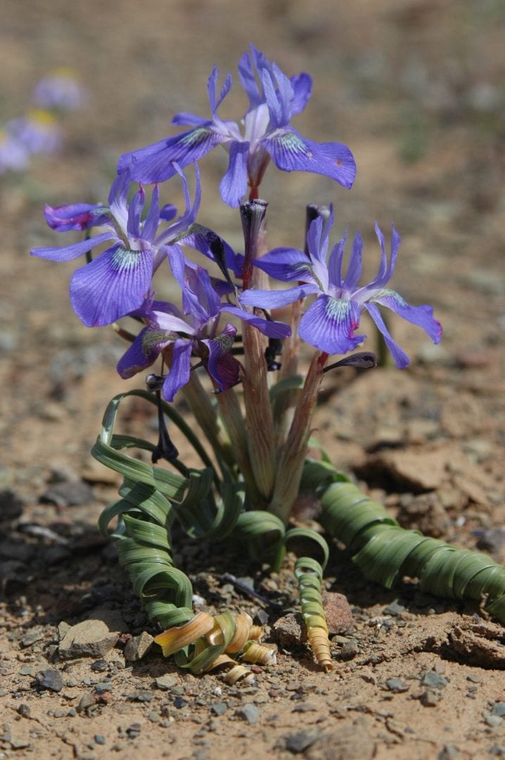 moraea pritzeliana